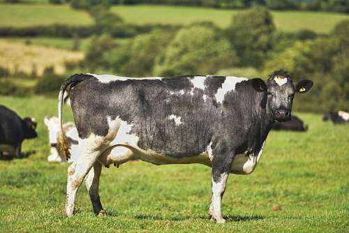 Vaca Holando