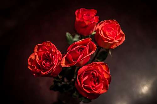 Rosas Rojas