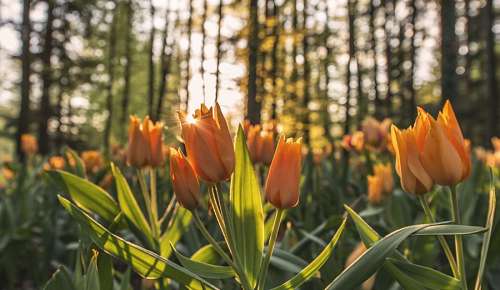 Tulipanes