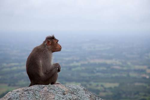 meditacion Mono Sentado mirando el horizonte