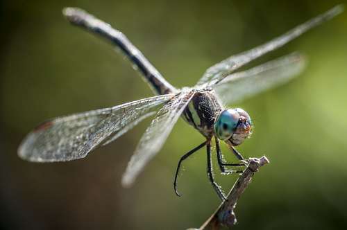 dragon Libelula Macro