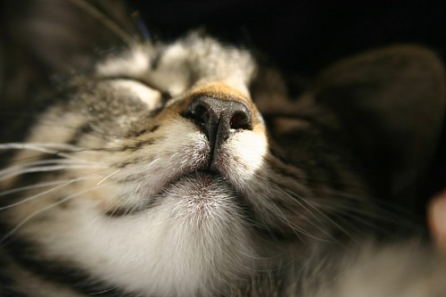 Siesta gatuna 