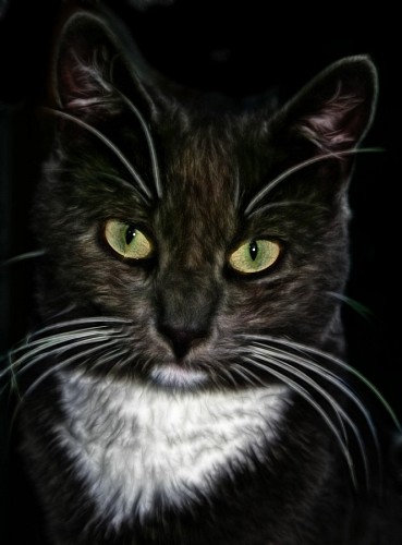 mirando a la pantalla Primer plano de gato en HDR