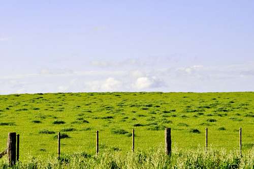 Campo