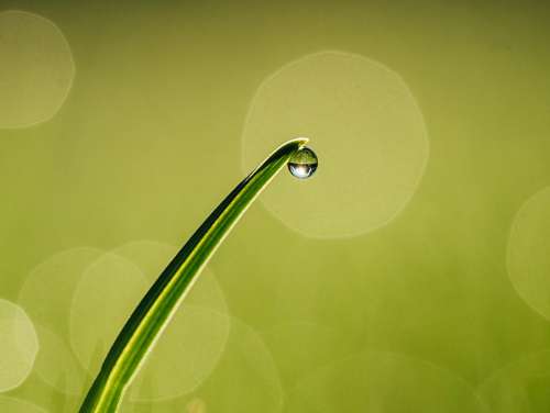 Gota