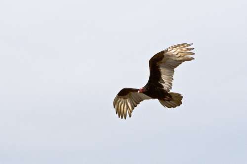 aves Aguila con las alas extendidas