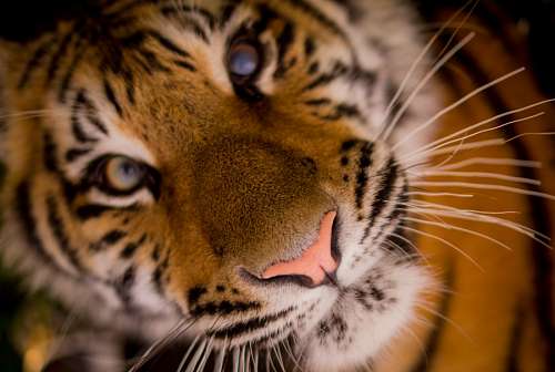 Tigre