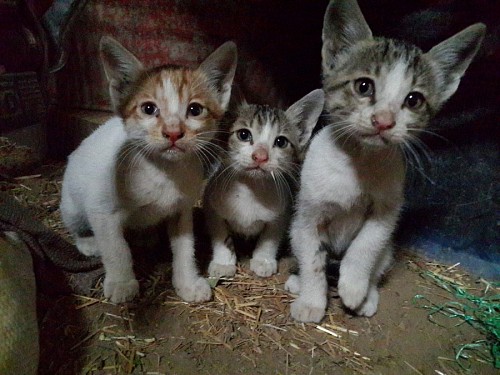 Gatitos abandonados en la calle