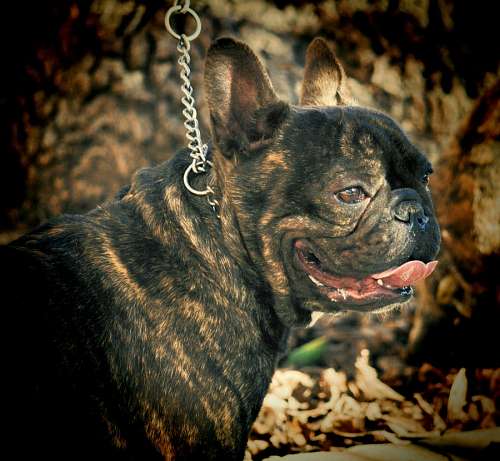 bulldog francez