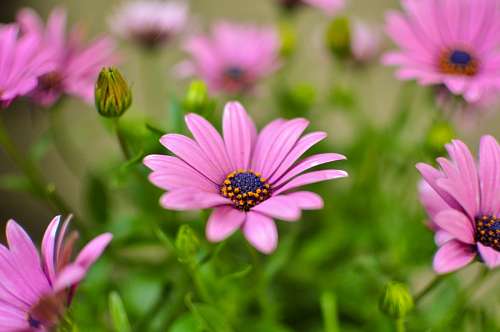 fondos de pantalla 4k Osteospermum púrpura