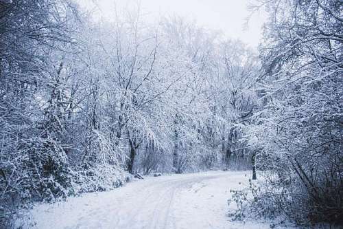 montanas nevadas Calle nevada en el bosque