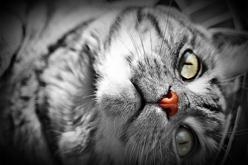 Gatito encantador recostado en blanco y negro