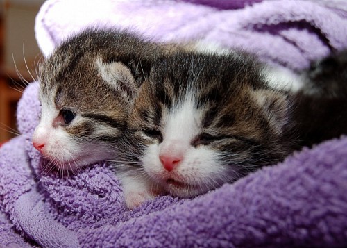 violeta Adorables gatitos recien nacidos cobijados en manta violeta