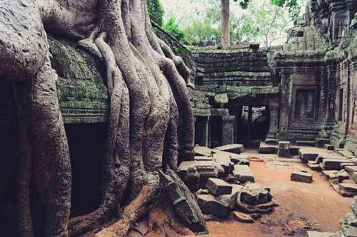selva Angkor Wat