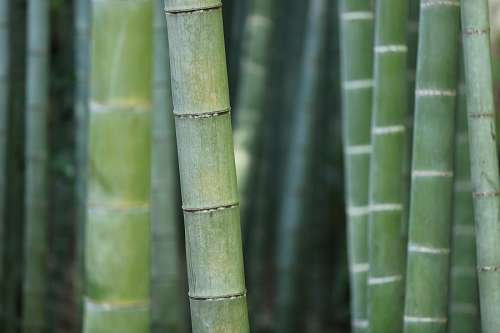 Bosque de Bambu
