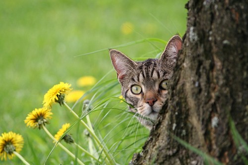 fondos de pantalla 4k Gatito asomado por detras del arbol