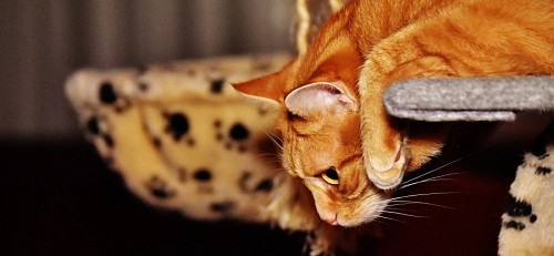 parte del cuerpo Gato jugando a punto de dar un salto