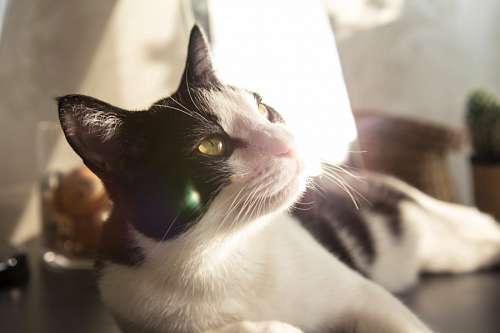 fondos de pantalla 4k Gato descansando con rayo de sol