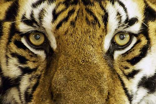 fuerza Tigre