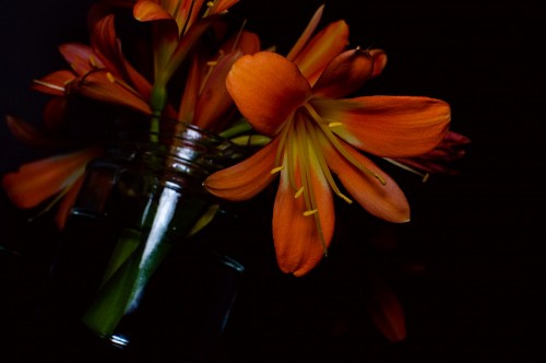 grado de color Flores artificiales Naranja sobre fondo negro 