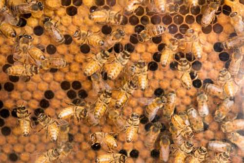 panal Panal de Abejas Vista de Frente