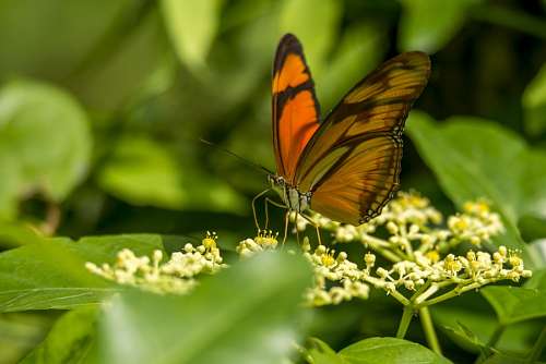 mariposas Mariposa