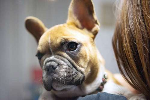 union Cachorro de bulldog frances