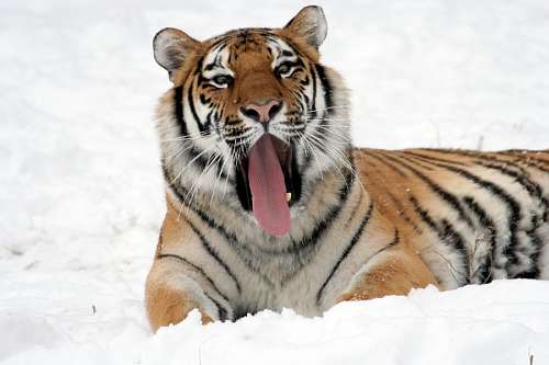 lengua Tigre