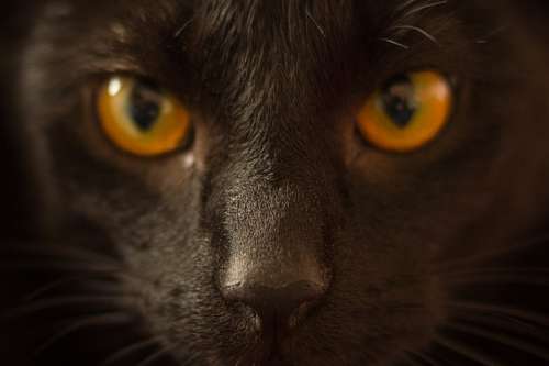 misterio Gato negro