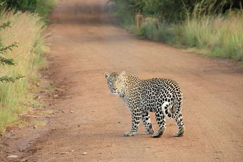 selva Leopardo