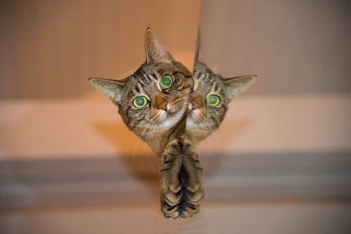 parte del cuerpo Gato travieso detrás del espejo