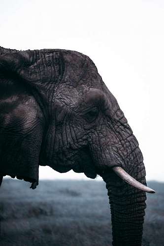 selva Cabeza de elefante adulto de perfil 