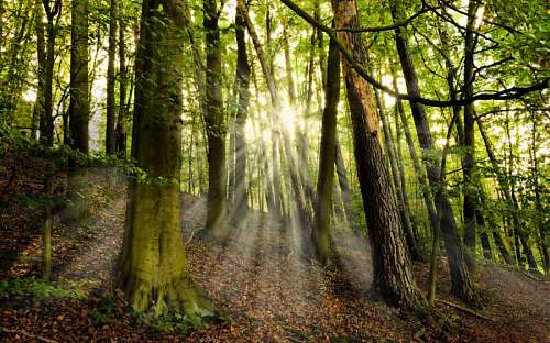 rayo de sol Bosque con rayos de luz de sol por la mañana