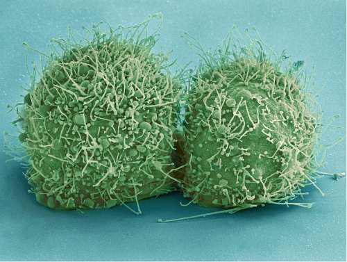 biologia virus