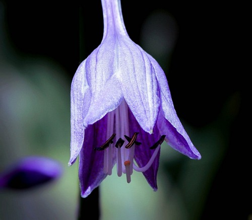cluster Flor de Hosta violeta
