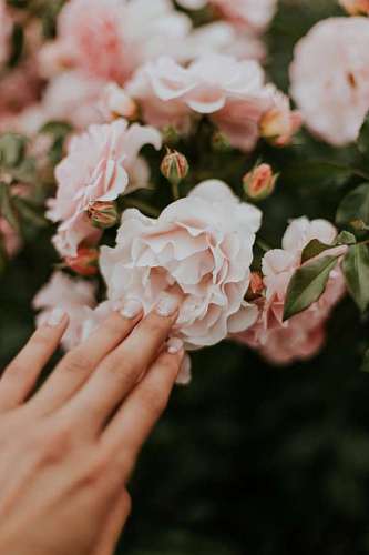 salon Uñas y  flor rosa