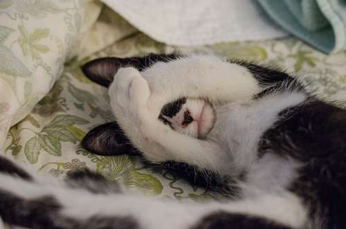 fondos de pantalla de animales gatos para fondo de pantalla