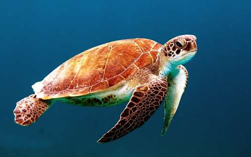 fondos de pantalla 4k Tortuga Marina