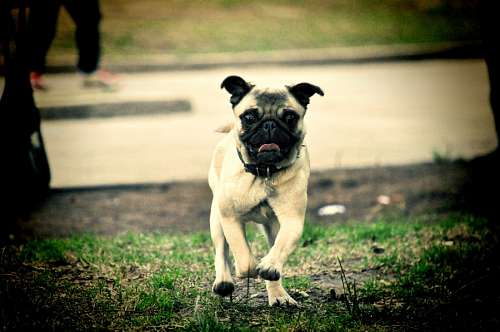Pug Carlino