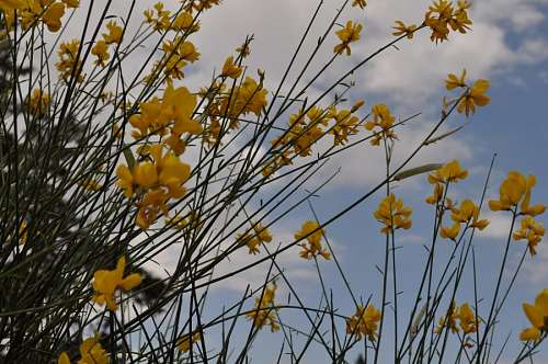 Flores Amarillas