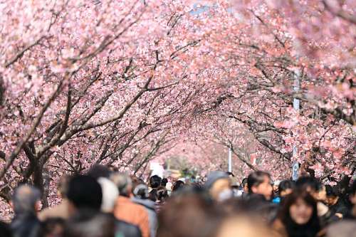 japones 