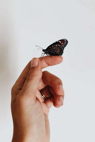 Mujer sosteniendo una mariposas con sus manos
