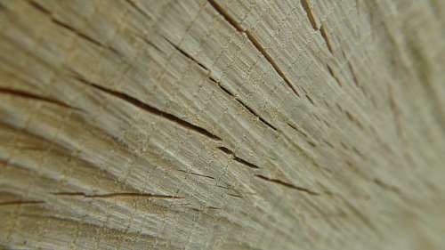 Textura de madera