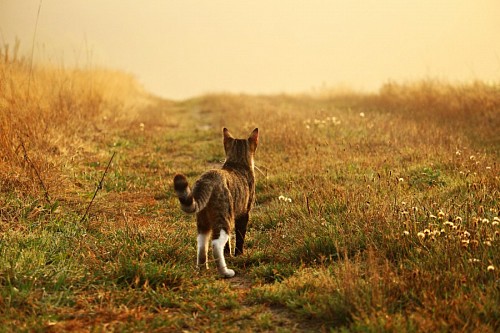 Gato observando al horizonte en un campo