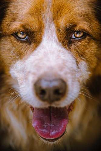 un animal Retrato de un perro marron mirando a la camara