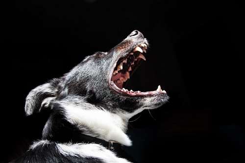 Perro
