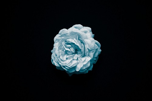 celestial Fondo de pantalla flor celeste