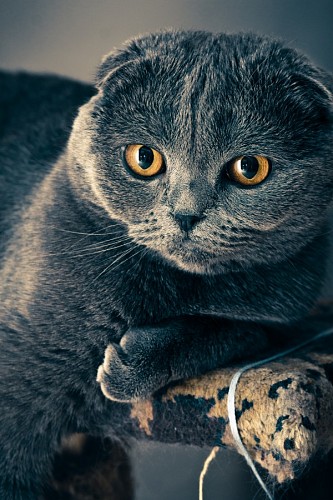 simpatico Simpático gatito gris con mirada dorada penetrante