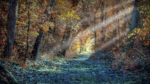 conifero hermoso camino con árboles alrededor en otoño