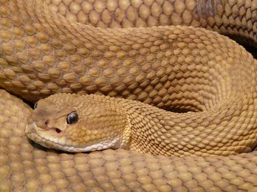 riesgo serpiente de cascabel